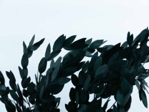 Trockenblume Eukalyptus Parvi grün