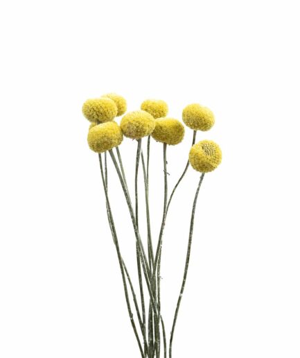 Trockenblume Craspedia gelb