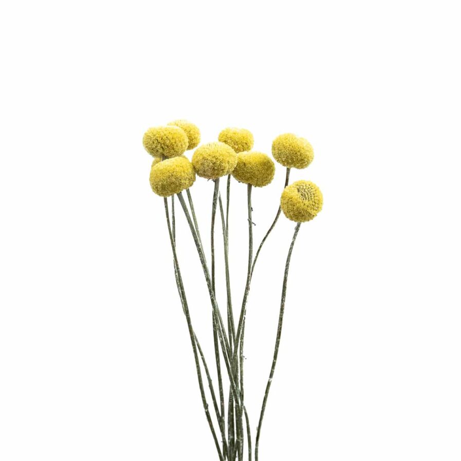 Trockenblume Craspedia gelb