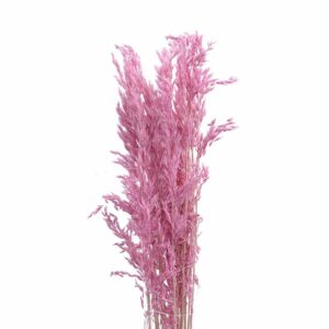 Trockenblume Salicchio hell pink