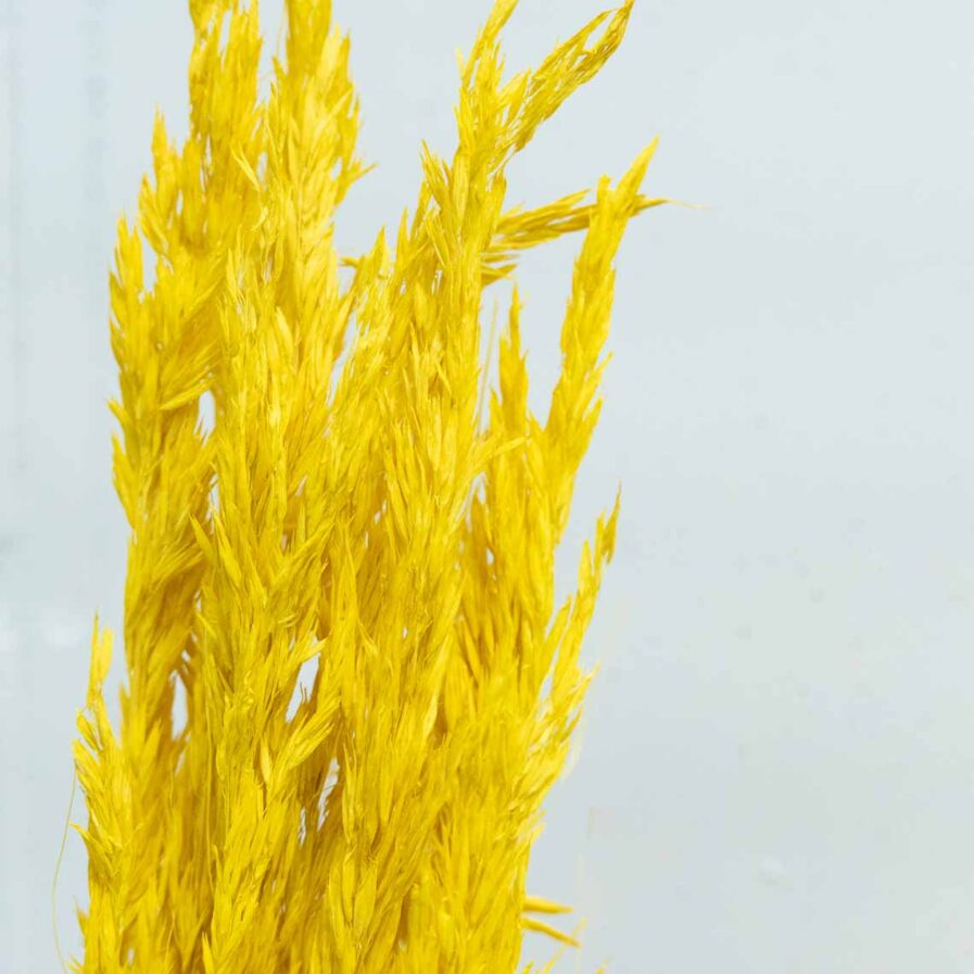Trockenblume Salicchio gelb
